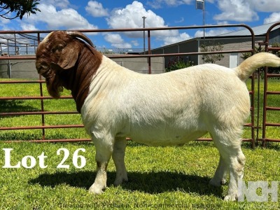 1X BOER GOAT PS BUCK LUKAS BURGER