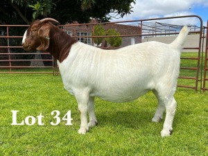 1X BOER GOAT STUD DOE LUKAS BURGER