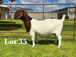 1X BOER GOAT STUD DOE LUKAS BURGER