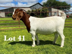 1X BOER GOAT STUD DOE LUKAS BURGER