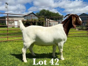 1X BOER GOAT STUD DOE LUKAS BURGER