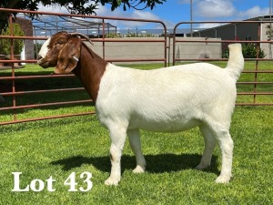 1X BOER GOAT STUD DOE LUKAS BURGER