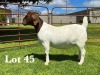 1X BOER GOAT STUD DOE LUKAS BURGER