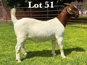 1X BOER GOAT FLOCK/T DOE LUKAS BURGER