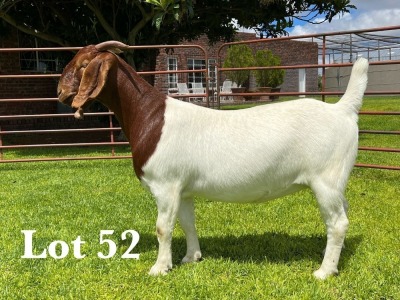 1X BOER GOAT FLOCK/T DOE LUKAS BURGER