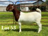 1X BOER GOAT STUD DOE LUKAS BURGER