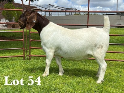 1X BOER GOAT STUD DOE LUKAS BURGER