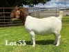 1X BOER GOAT FLOCK DOE LUKAS BURGER