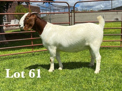 1X BOER GOAT FLOCK DOE LUKAS BURGER