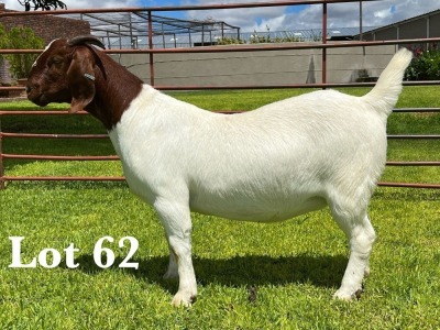 1X BOER GOAT STUD DOE LUKAS BURGER