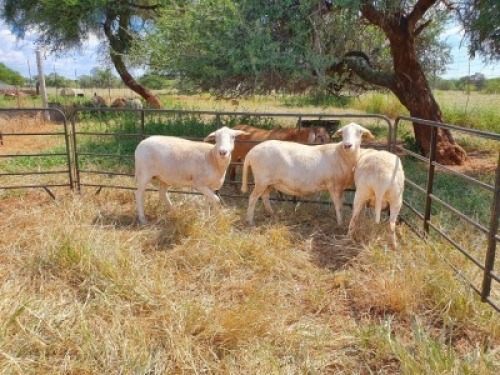 3 X F MEATMASTER (Prys per stuk om lot te neem/Price per piece to take the lot) CHRIS BARKHUIZEN