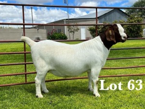 1X BOER GOAT STUD DOE LUKAS BURGER