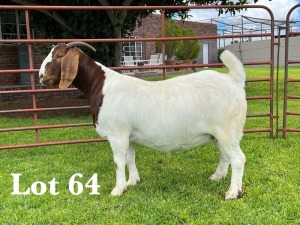 1X BOER GOAT FLOCK DOE LUKAS BURGER