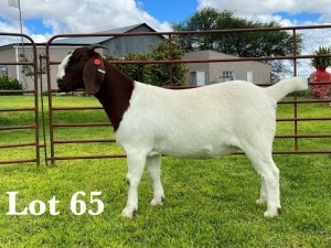 1X BOER GOAT STUD DOE LUKAS BURGER