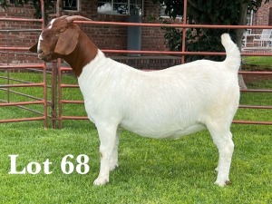 1X BOER GOAT FLOCK/C DOE LUKAS BURGER