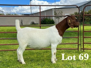 1X BOER GOAT FLOCK/C DOE LUKAS BURGER