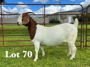 1X BOER GOAT STUD DOE LUKAS BURGER