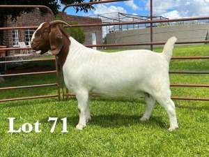 1X BOER GOAT STUD DOE LUKAS BURGER