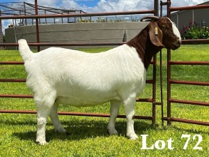 1X BOER GOAT STUD DOE LUKAS BURGER