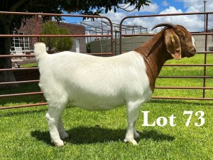 1X BOER GOAT FLOCK/C DOE LUKAS BURGER