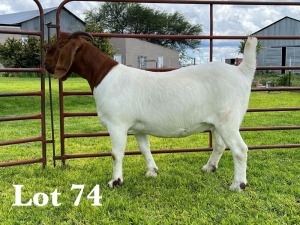 1X BOER GOAT FLOCK/C DOE LUKAS BURGER