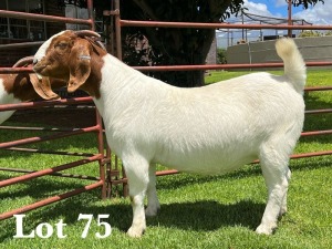 1X BOER GOAT STUD DOE LUKAS BURGER