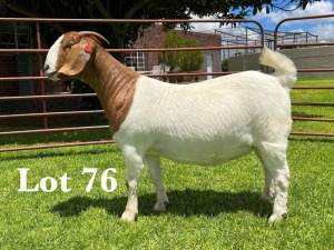 1X BOER GOAT STUD DOE LUKAS BURGER