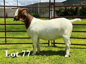 1X BOER GOAT STUD DOE LUKAS BURGER