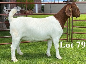 1X BOER GOAT FLOCK/C+T DOE LUKAS BURGER