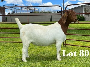 1X BOER GOAT FLOCK/C+T DOE LUKAS BURGER