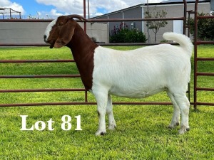 1X BOER GOAT FLOCK/C DOE LUKAS BURGER