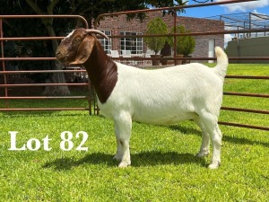 1X BOER GOAT FLOCK/T DOE LUKAS BURGER