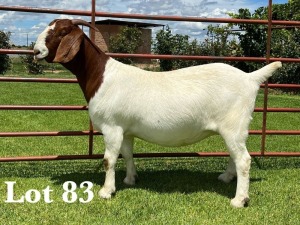 1X BOER GOAT FLOCK/T DOE LUKAS BURGER