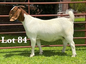 1X BOER GOAT FLOCK/T DOE LUKAS BURGER