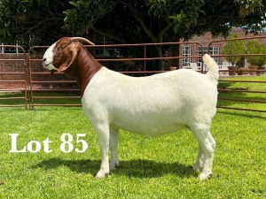 1X BOER GOAT FLOCK/C+T DOE LUKAS BURGER