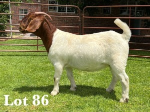 1X BOER GOAT FLOCK/T DOE LUKAS BURGER