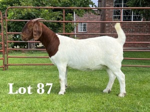 1X BOER GOAT FLOCK/T DOE LUKAS BURGER