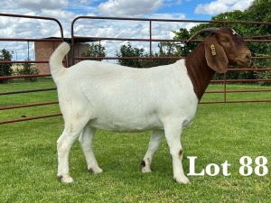 1X BOER GOAT FLOCK/T DOE LUKAS BURGER