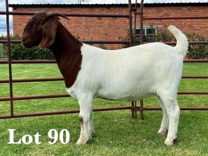 1X BOER GOAT FLOCK/C DOE LUKAS BURGER