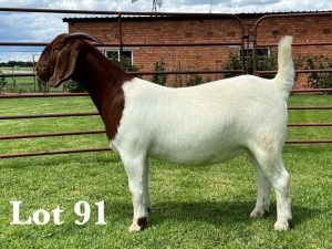 1X BOER GOAT FLOCK/T DOE LUKAS BURGER