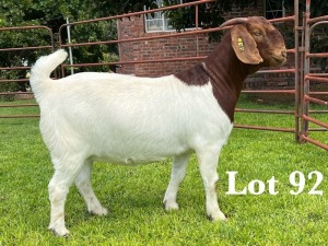 1X BOER GOAT FLOCK/C DOE LUKAS BURGER