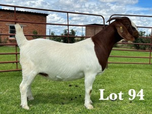 1X BOER GOAT FLOCK/C+T DOE LUKAS BURGER