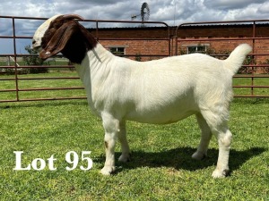 1X BOER GOAT FLOCK/T DOE LUKAS BURGER