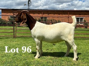 1X BOER GOAT FLOCK/C DOE LUKAS BURGER