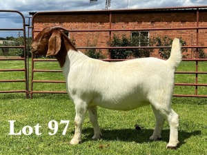 1X BOER GOAT FLOCK/C+T DOE LUKAS BURGER