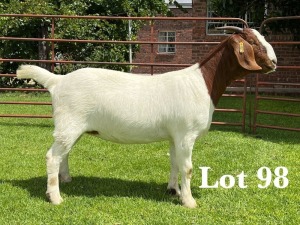 1X BOER GOAT FLOCK/C DOE LUKAS BURGER