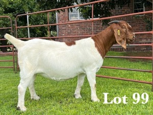 1X BOER GOAT FLOCK/C DOE LUKAS BURGER