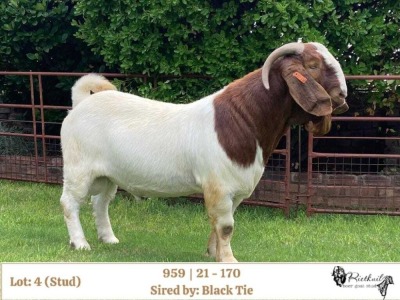 1X BOER GOAT STUD BUCK RIETKUIL BOERBOKSTOET