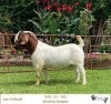 1X BOER GOAT STUD BUCK RIETKUIL BOERBOKSTOET