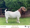 1X BOER GOAT STUD BUCK RIETKUIL BOERBOKSTOET